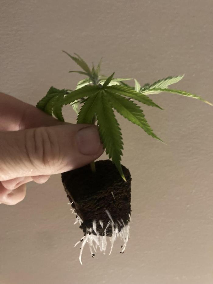 Bubblehead. Week 0 - Clones 16 days
