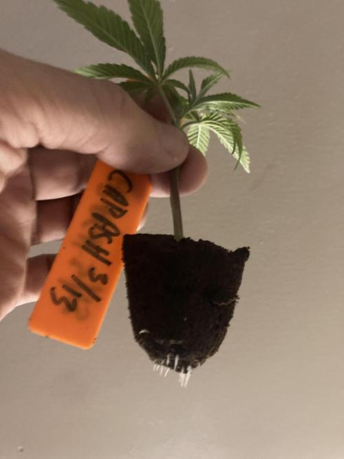 Asha’man Cap Junky - Blue Bubba. Week 1 - Clone 12 days