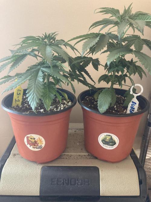 Red Carpet BGE. Week 4 - Bubba And Lemon Drop week 4