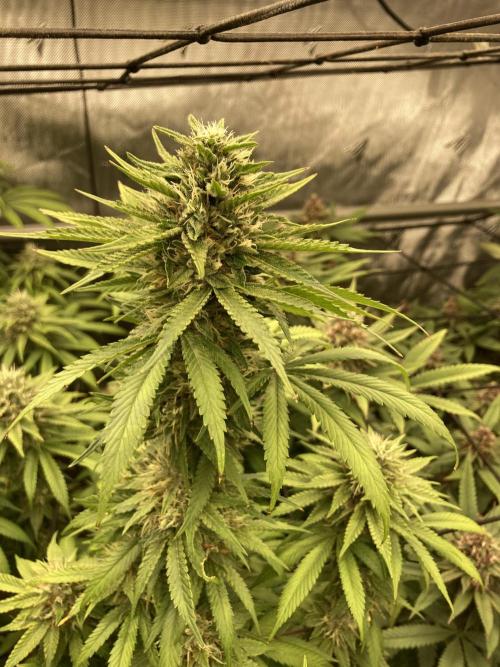 Katsu Bubba. Week 14