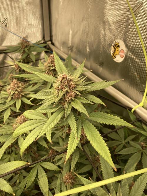 All Gas OG (formerly Asphalt Plant). Week 12