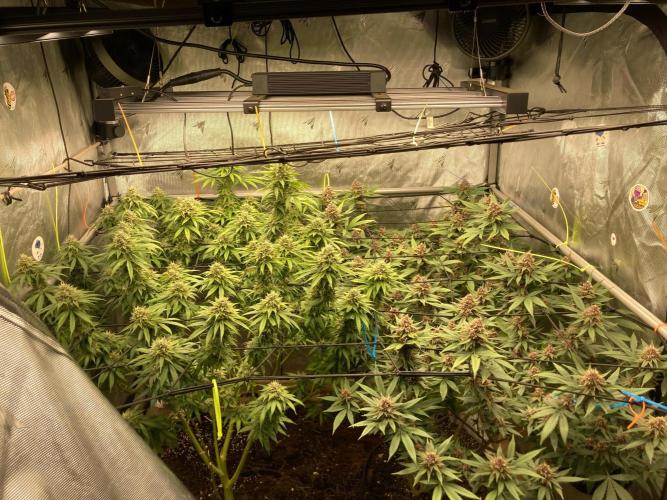 All Gas OG (formerly Asphalt Plant). Week 12