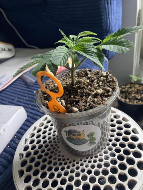 Asha’man Cap Junky - Blue Bubba. Week 1 - Doing great