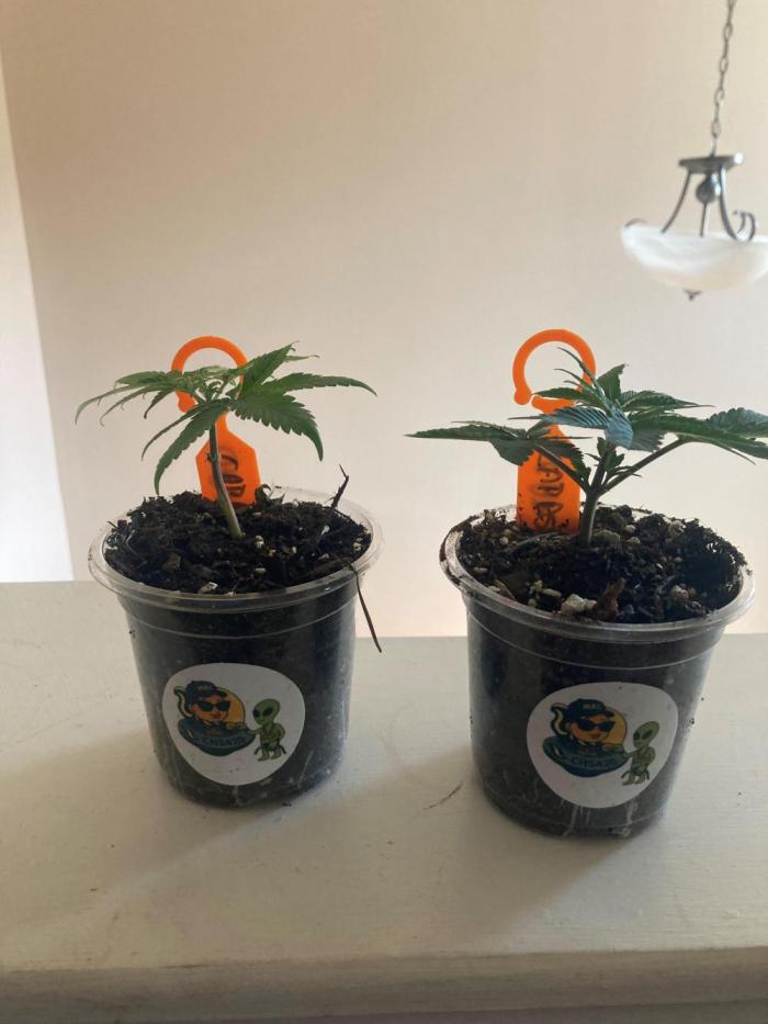 Asha’man Cap Junky - Blue Bubba. Week 2 - Responding well to cloning.