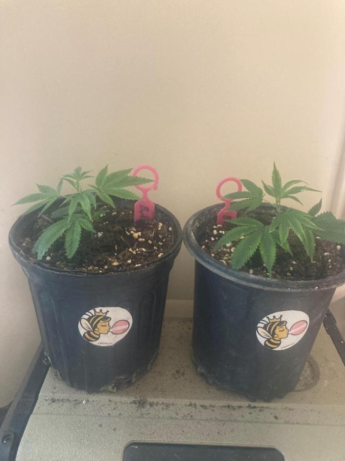 Bubblehead. Week 3 - 1 gallon.  bouncing back