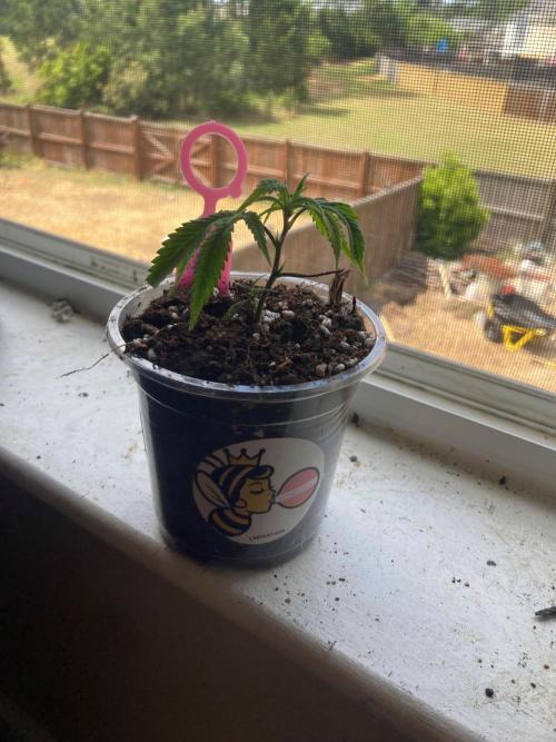 Bubblehead. Week 1