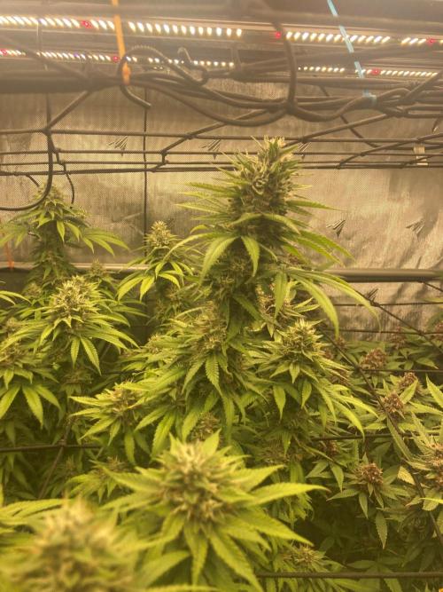 Katsu Bubba. Week 16