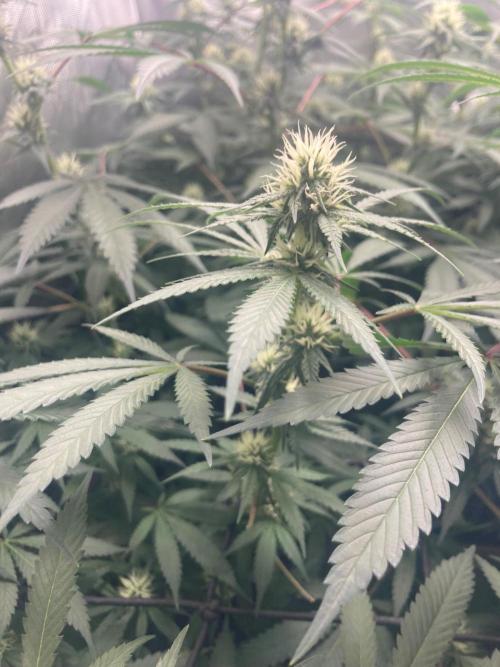 Bubblehead. Week 12