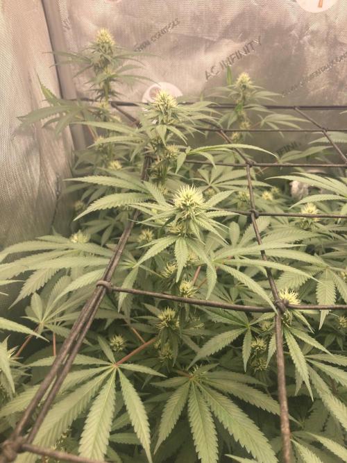 Bubblehead. Week 12