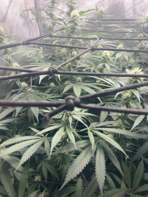 Bubblehead. Week 12