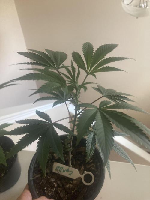 Big Bad Wolf 2.0. Week 5 - BBW 2 - 5 weeks 
