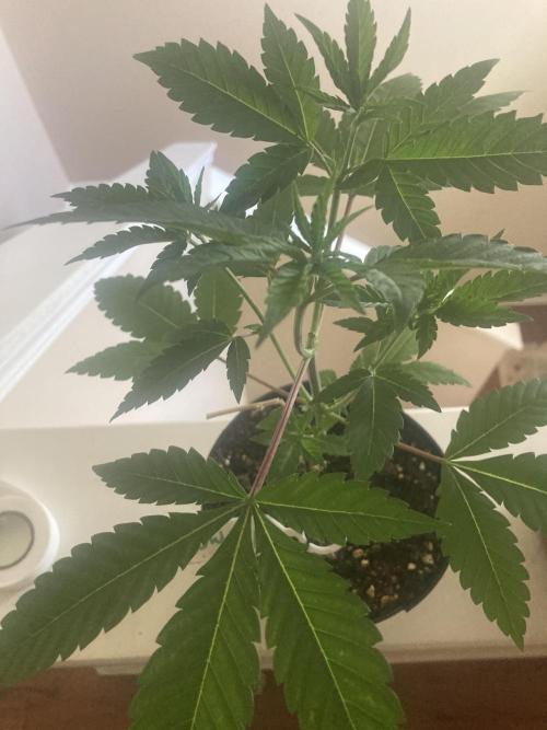 Big Bad Wolf 2.0. Week 5 - BBW 1  - week 5
