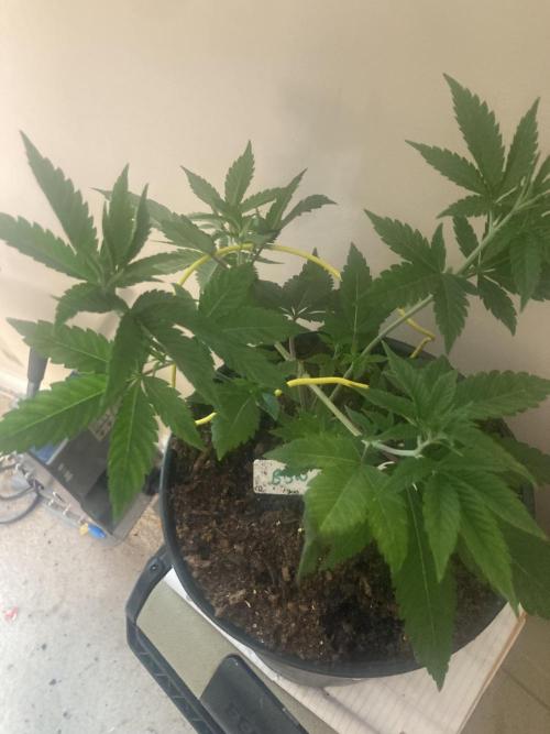 Big Bad Wolf 2.0. Week 6 - BBW 2.0 - #1  Cinnamon 