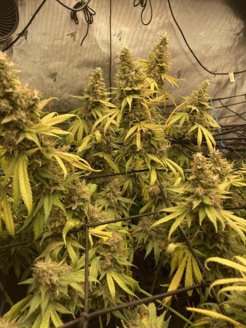 Bubblehead. Week 16 - Week 8 flower…trichromes getting cloudy