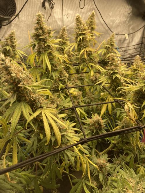 Bubblehead. Week 16 - Fade week 8