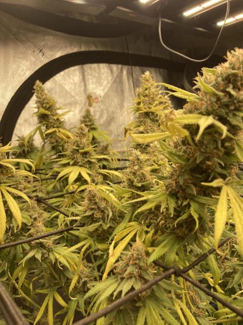 Bubblehead. Week 16 - Fade week 8