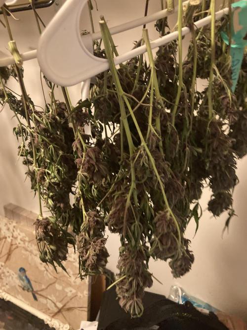 All Gas OG (formerly Asphalt Plant). Week 17