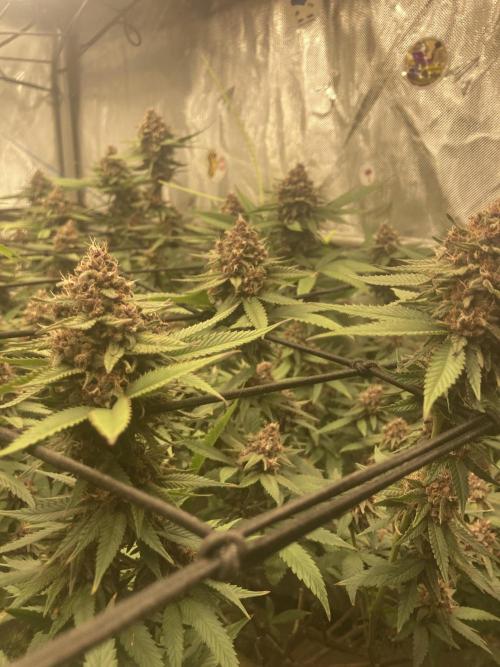 All Gas OG Koala Kickback. Week 16 - Ready for harvest day 49