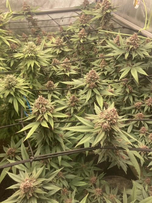 All Gas OG Koala Kickback. Week 16 - Ready for Harvest day 49