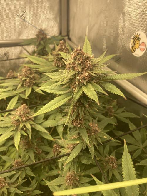 All Gas OG (formerly Asphalt Plant). Week 16