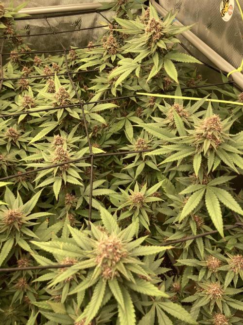 All Gas OG (formerly Asphalt Plant). Week 14