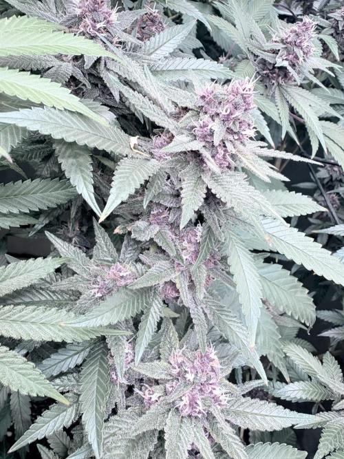 All Gas OG (formerly Asphalt Plant). Week 14