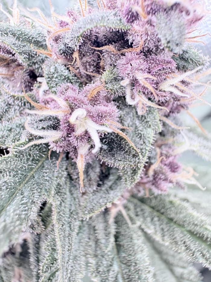 All Gas OG Koala Kickback. Week 13 - Week 5 flower