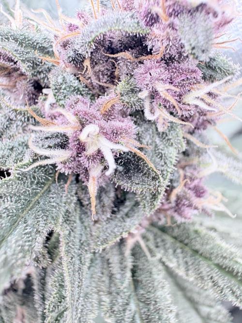 All Gas OG (formerly Asphalt Plant). Week 13