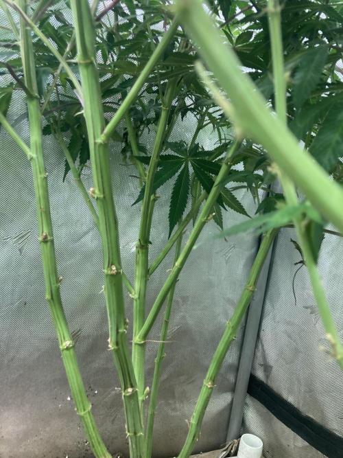 Asha’man Cap Junky - Blue Bubba. Week 10 - 2nd week of flower after 8 week veg.  Flip April 20
