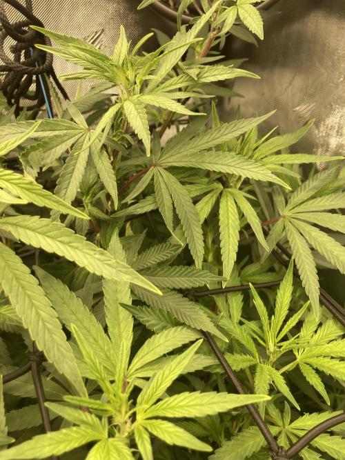 Asha’man Cap Junky - Blue Bubba. Week 10 - Plants appear yellow in pic