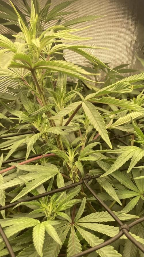 Asha’man Cap Junky - Blue Bubba. Week 10 - Plants appear yellow bc of light.  2x vigorous, healthy stretch