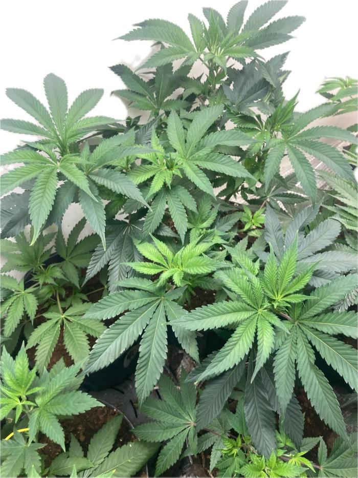 Red Carpet BGE. Week 5 - Lemon Drop #3.  Best of the 4 for structure, growth. Flip to flower on may 1