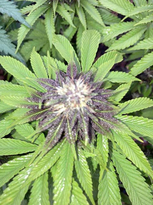 Red Carpet BGE. Week 9 - Week 4 flower.  Frost visible through the rain.