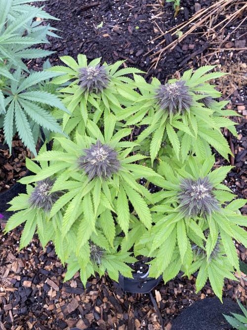 Red Carpet BGE. Week 9 - Week 4 flower spring grow racing the sun