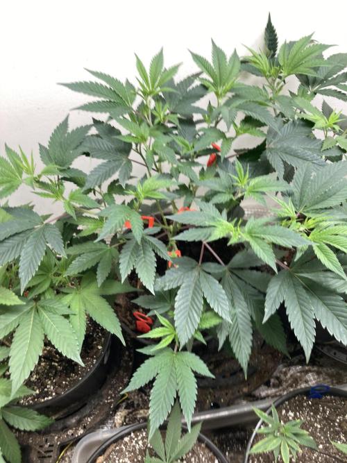 Big Bad Wolf 2.0. Week 7 - Cinnamon stem rub responding well to bud clips