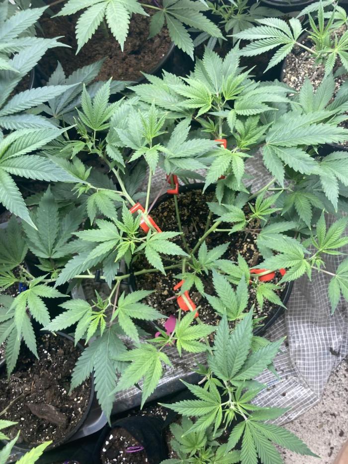 Bubblehead. Week 6 - Defoliate and Bud clips applied