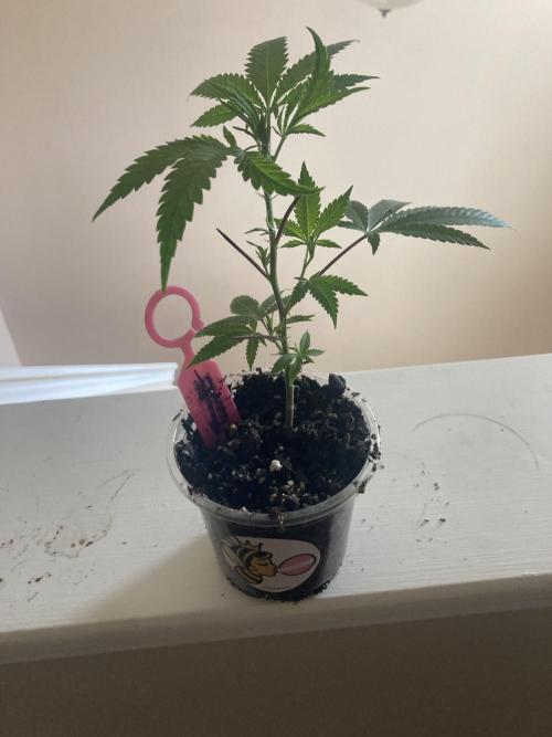 Bubblehead. Week 2 - Shaft stay here goes to 1 gallon 