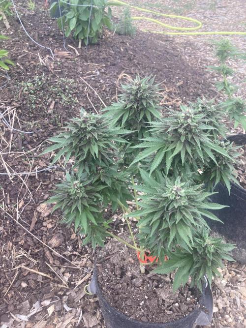 Red Carpet BGE. Week 11