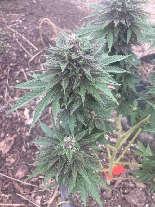 Red Carpet BGE. Week 11