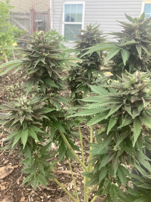 Red Carpet BGE. Week 11