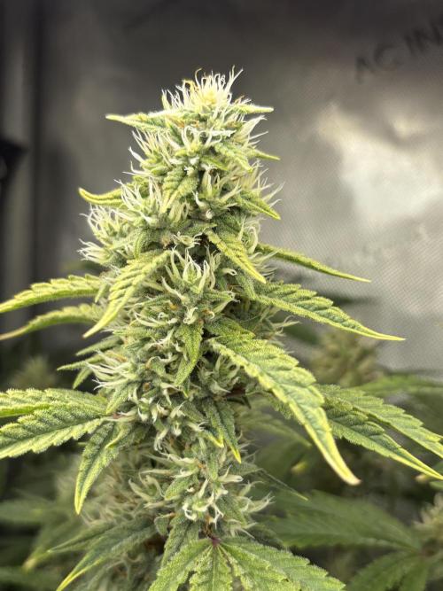 Bubblehead. Week 14