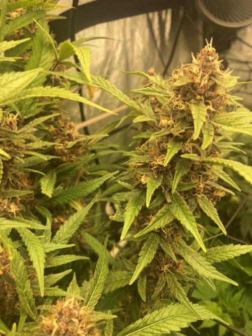 Red Carpet BGE. Week 12 - Red Carpet 2 Day 52 Flower