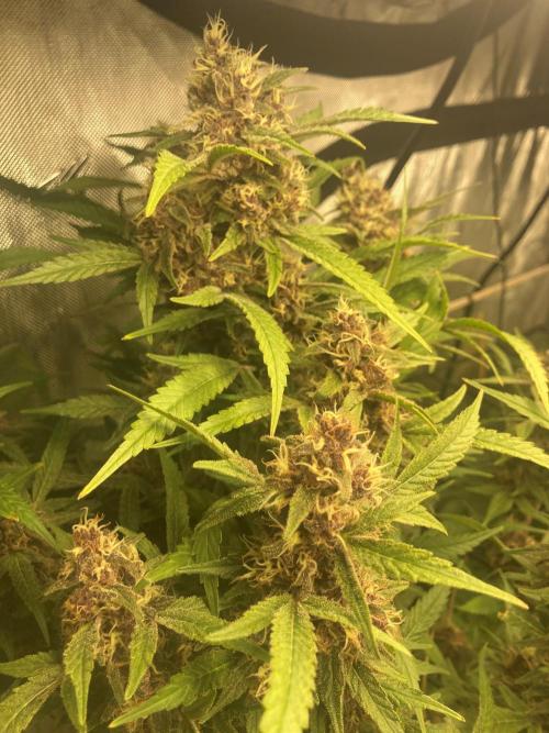 Red Carpet BGE. Week 12 - Red Carpet 2 Day 52 Flower