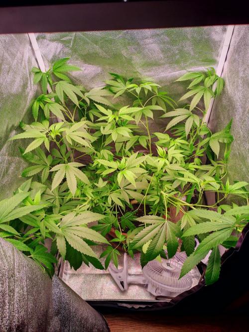 Senor-pina. Week 6