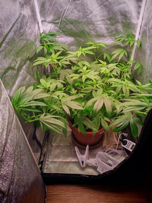Senor-pina. Week 7
