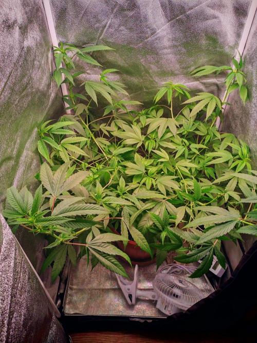 Senor-pina. Week 8