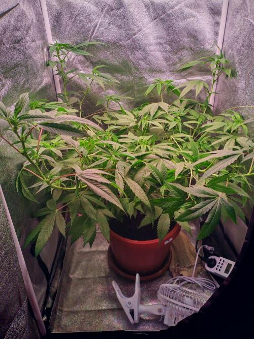 Senor-pina. Week 8