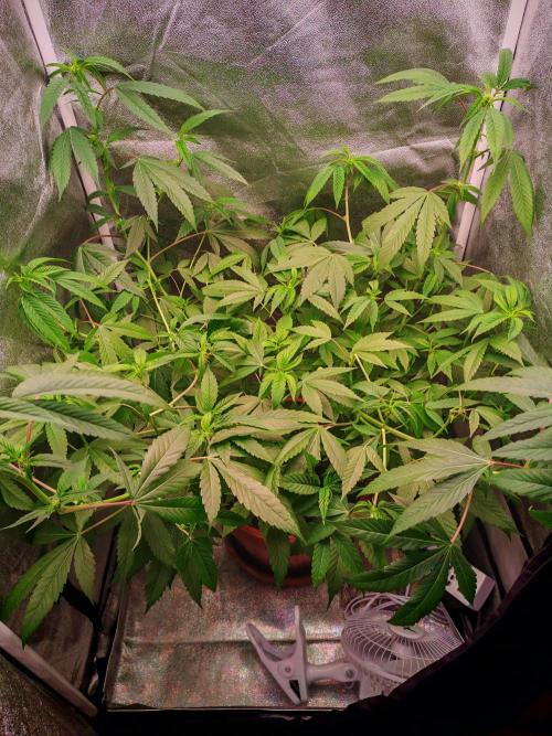 Senor-pina. Week 8