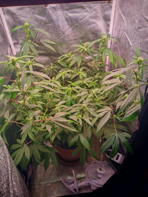 Senor-pina. Week 9