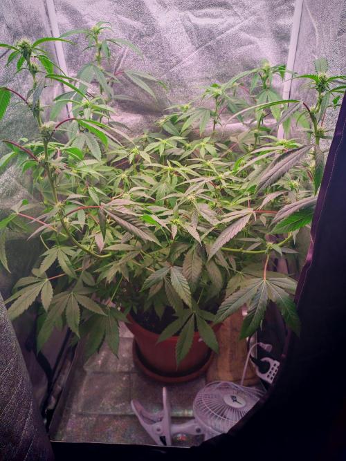 Senor-pina. Week 9